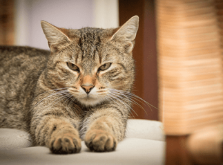 astrologie du chat
